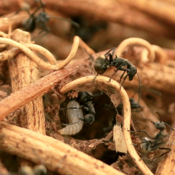 Bundle Offer - Polyrhachis dives