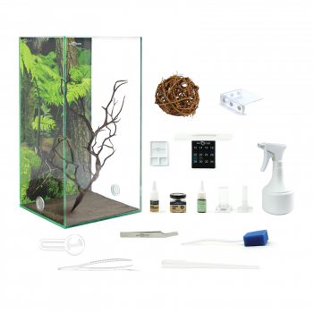 Bundle Offer - Polyrhachis dives