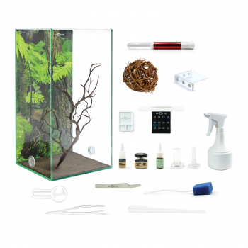 Bundle Offer - Polyrhachis dives