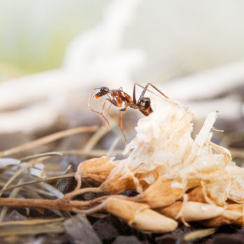 Bundle Offer - Camponotus barbaricus
