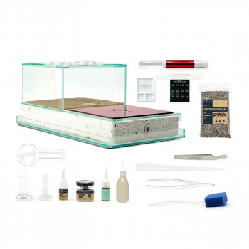 Bundle Offer - Camponotus singularis