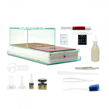 Bundle Offer - Harpegnathos venator