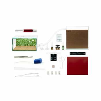 Bundle Offer - Myrmica rubra