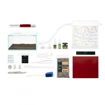 Bundle Offer - Camponotus ligniperdus