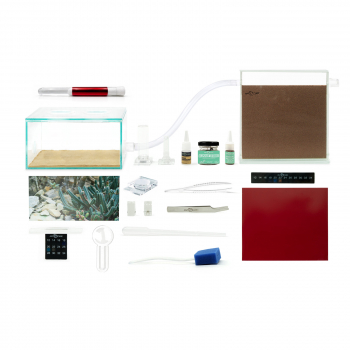 Bundle Offer - Crematogaster scutellaris