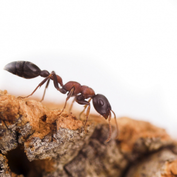 Preview: Bundle offer tetraponera rufonigra