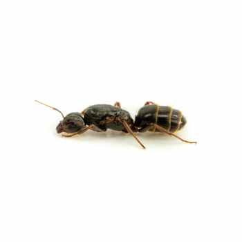 Liometopum microcephalum - Samtige Baumameise