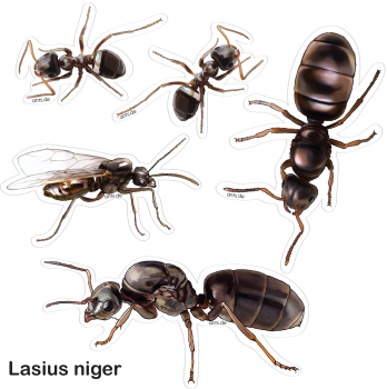 Ameisen Stickerbogen Lasius niger – Aufkleber Set transparent 15 × 15 cm