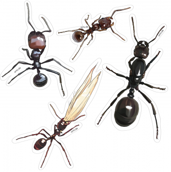 Ant Sticker Sheet Messor barbarus – Transparent Sticker Set 15 × 15 cm