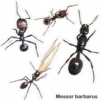 Ameisen Stickerbogen Messor barbarus – Aufkleber Set transparent 15 × 15 cm