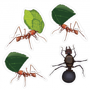 Ant Sticker Sheet Atta cephalotes – Transparent Sticker Set 15 × 15 cm