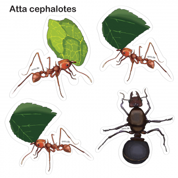 Ameisen Stickerbogen Atta cephalotes – Aufkleber Set transparent 15 × 15 cm