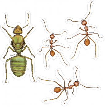 Ant Sticker Sheet Oecophylla smaragdina – Transparent Sticker Set 15 × 15 cm