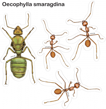 Ameisen Stickerbogen Oecophylla smaragdina – Aufkleber Set transparent 15 × 15 cm