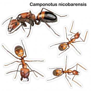 Ant Sticker Sheet Camponotus nicobarensis – Transparent Sticker Set 15 × 15 cm