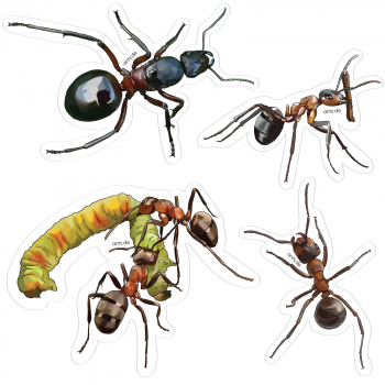 Ant Sticker Sheet Formica rufa – Transparent Sticker Set 15 × 15 cm