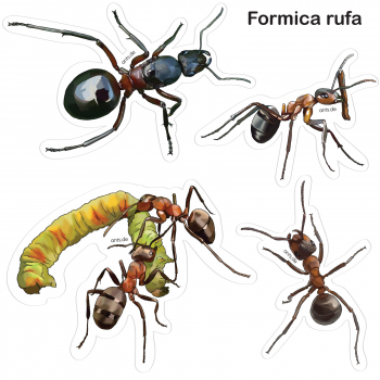 Ameisen Stickerbogen Formica rufa – Aufkleber Set transparent 15 × 15 cm