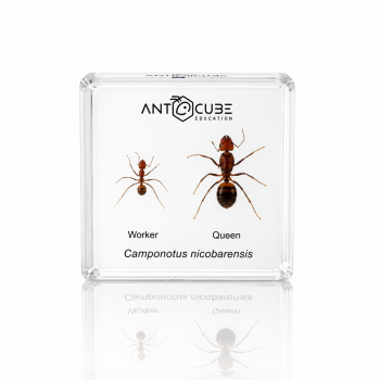 Specimen Camponotus nicobarensis - queen and worker