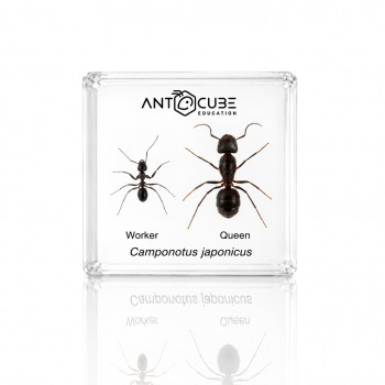 Präparat Camponotus japonicus - Gyne und Arbeiterin