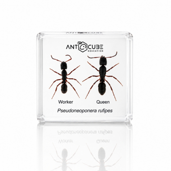 Präparat Pseudoneoponera rufipes - Gyne und Arbeiterin