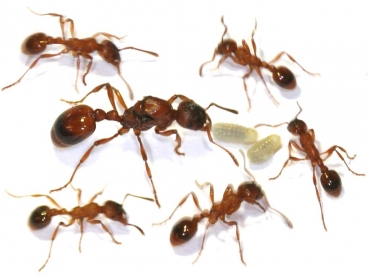 ANTSTORE - Ameisenshop - Ameisen kaufen - Klemmhalter - Federstahl für 50mm