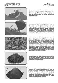 Poster - Blattschneiderameisen - Atta Lebensweise - 70x50
