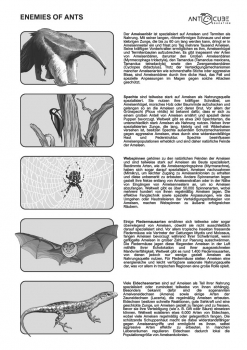 Preview: Poster - Enemies of ants - 70x50