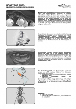 Poster - Honigtopfameisen - Myrmecocystus mexicanus Lebensweise - 100x70