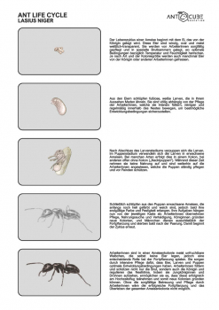 Poster - Ameisen Lebenszyklus - Lasius niger - 70x100