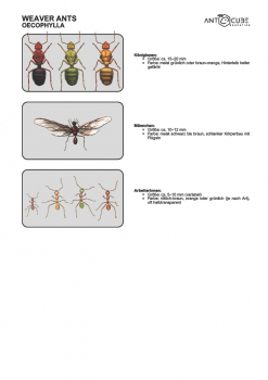 Poster - Weaver ants - Oecophylla way of life - 100x70