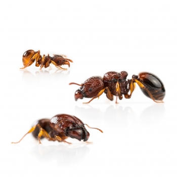 ANTSTORE - Ameisenshop - Ameisen kaufen - Heizmatte 14 W