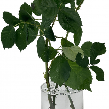 Preview: Arena vase 10x20cm made of glass