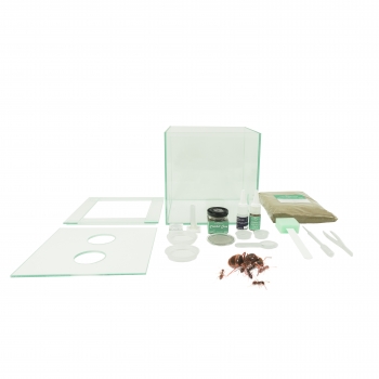 ANTSTORE - Ameisenshop - Ameisen kaufen - Clamp holder - spring