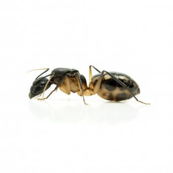 Camponotus maculatus Zentral Afrika
