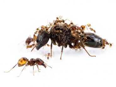 ANTSTORE - Ameisenshop - Ameisen kaufen - Klemmhalter - Federstahl für 50mm