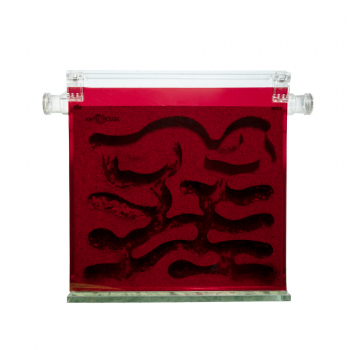 ANTCUBE - Rote Folie 30x30 - Filter
