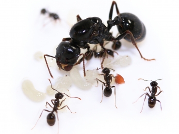 Miaster Sp Insect ANTSTORE - Ameisenshop - Ameisen kaufen - Buy ants and ant colonies ...