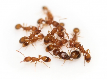 Temnothorax ile ilgili gÃ¶rsel sonucu