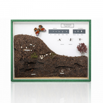 Show-Case: Formica rufa 2