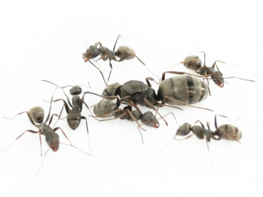 ANTSTORE - Ameisenshop - Ameisen kaufen - Ameisen kaufen aus der ganzen Welt