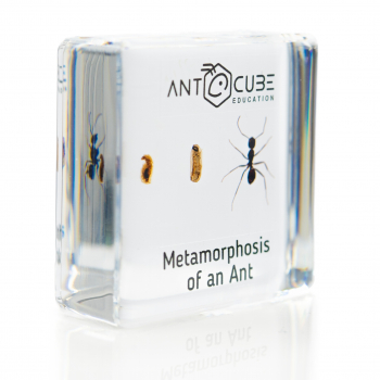 Ameisen Lebenszyklus Präparat: Metamorphose einer Ameise