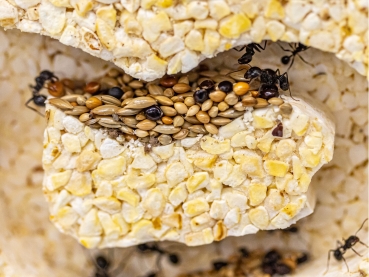 ANTCUBE Starter Set für Ernteameisen - L - Popcorn