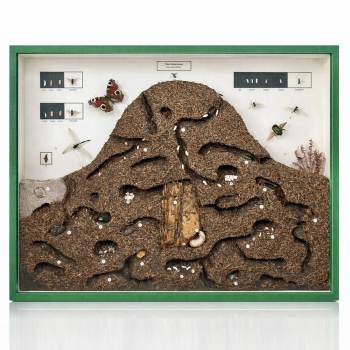 Showcase - Forest anthill - Formica rufa