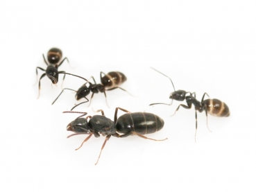 ANTSTORE - Ameisenshop - Ameisen kaufen - Klebeklammern