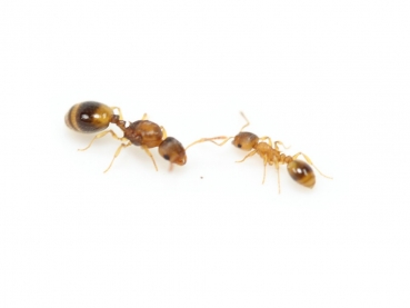 ANTSTORE - Ameisenshop - Ameisen kaufen - Klemmhalter - Federstahl für 40mm