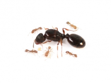 ANTSTORE - Ameisenshop - Ameisen kaufen - Klemmhalter - Federstahl für 40mm