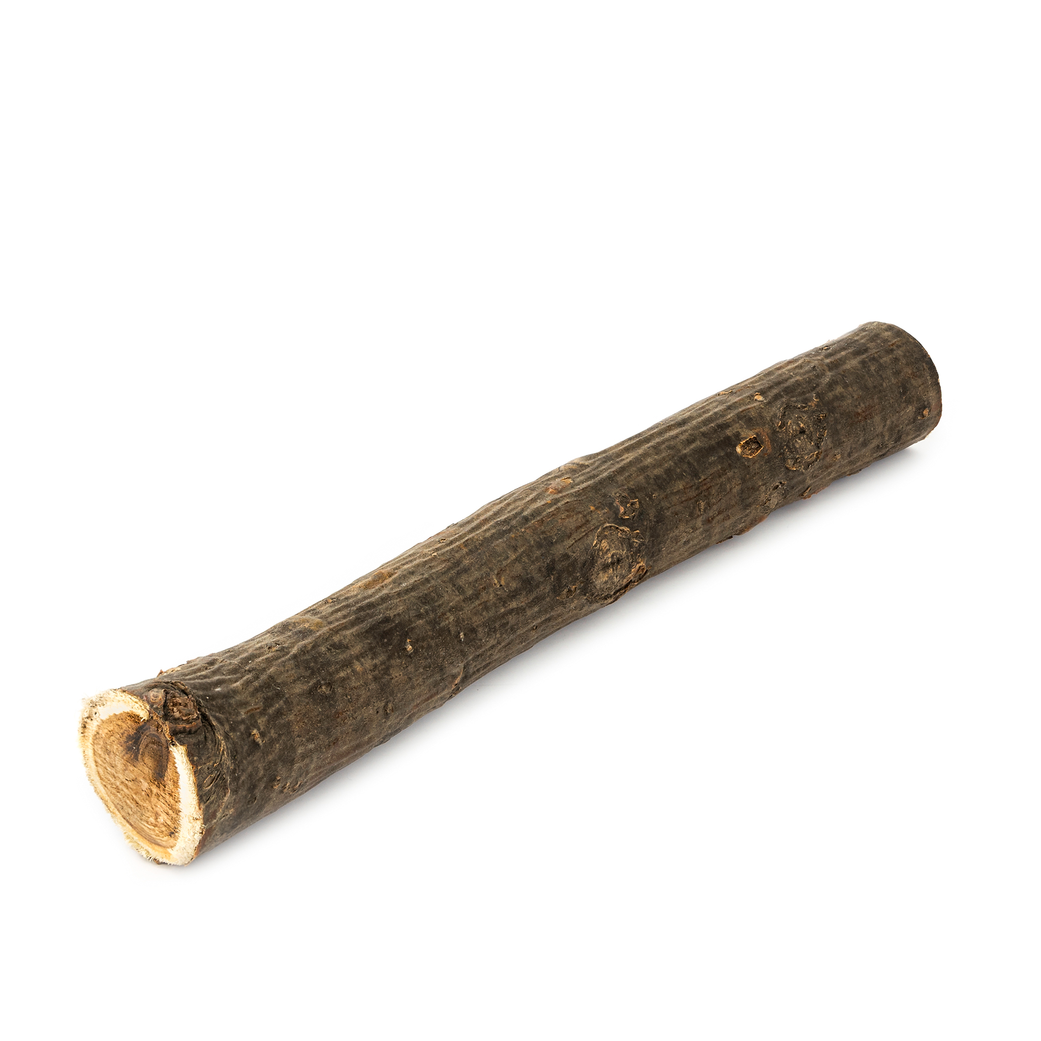 ANTSTORE - Ameisenshop - Ameisen kaufen - Ast - Natur