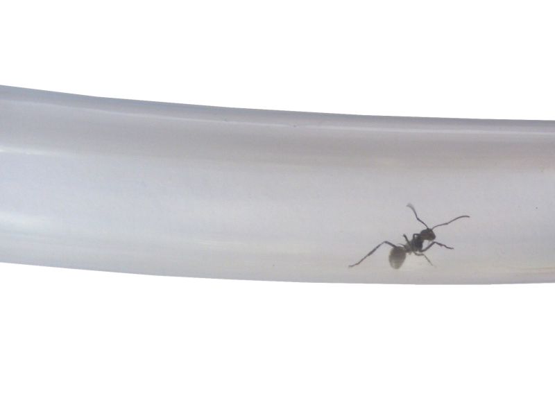 ANTSTORE - Ameisenshop - Ameisen kaufen - flexible tube transparent 50/40 mm