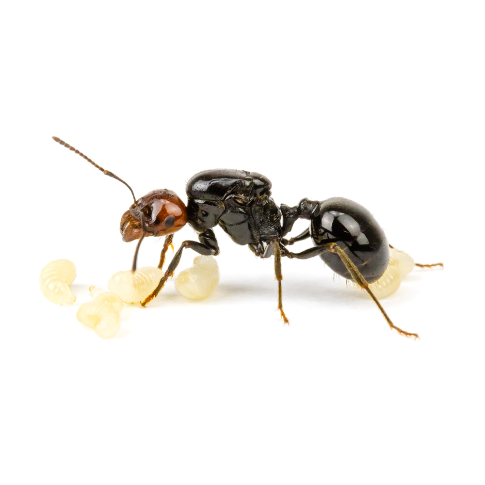 ANTSTORE - Ameisenshop - Ameisen kaufen - Klebeklammern