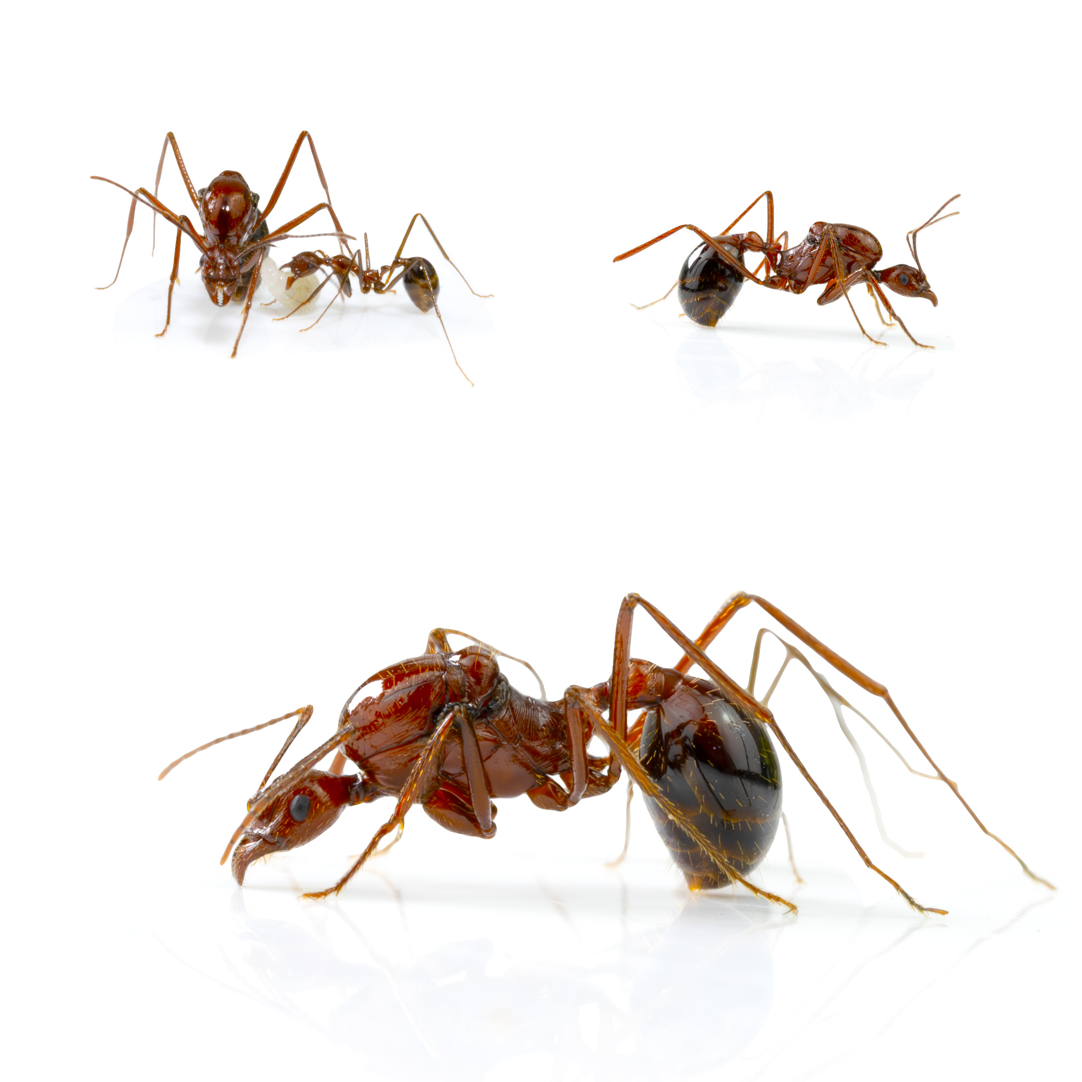 ANTSTORE - Ameisenshop - Ameisen kaufen - Aphaenogaster swammerdami
